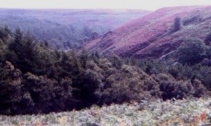 Vy från bortre änden av campingen.