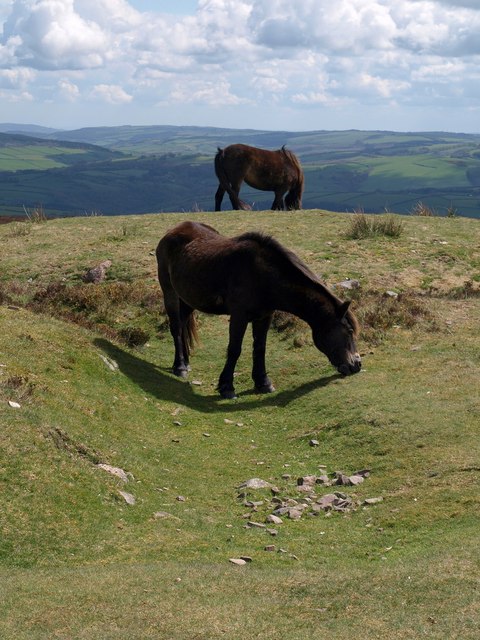 Ponies,_Dunkery_Beacon_-_geograph.org.uk_-_1283136